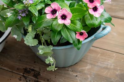 【ガーデニング】ピンクでまとめてロマンチックな印象！ニチニチソウ、ペンタスが主役の「夏の寄せ植え」（サムネイル画像14）