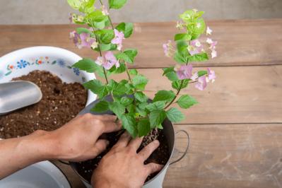 ガーデニング【富田英明さんの寄せ植え】初心者でも上手に作れる！ ブルー、パープルで涼しげな夏のコンテナ（サムネイル画像13）