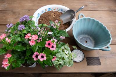 【ガーデニング】ピンクでまとめてロマンチックな印象！ニチニチソウ、ペンタスが主役の「夏の寄せ植え」（サムネイル画像4）