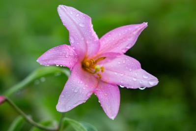 8月11日の花とは？【366日の誕生花と幸せの花言葉】