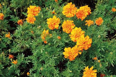 8月15日の花とは？【366日の誕生花と幸せの花言葉】