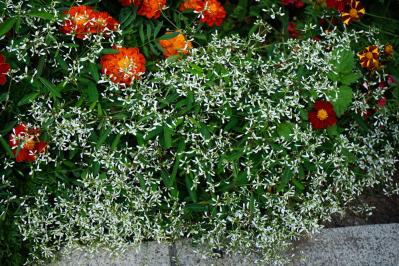 【ガーデニング】日陰でも咲く理由がある！猛暑に強い花［8選］と育て方のコツ（サムネイル画像11）