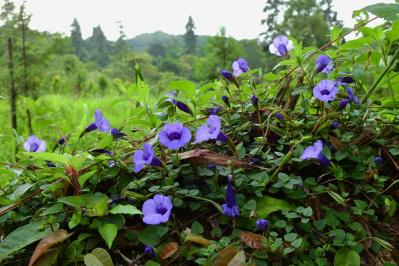 【ガーデニング】日陰でも咲く理由がある！猛暑に強い花［8選］と育て方のコツ（サムネイル画像9）