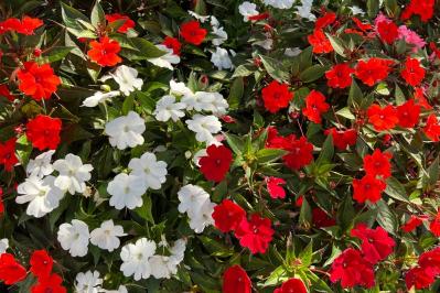 【ガーデニング】日陰でも咲く理由がある！猛暑に強い花［8選］と育て方のコツ（サムネイル画像6）