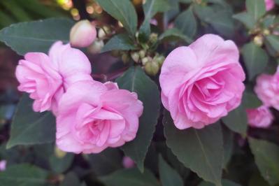 【ガーデニング】日陰でも咲く理由がある！猛暑に強い花［8選］と育て方のコツ（サムネイル画像5）