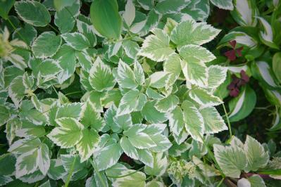 【ガーデニング】ローメンテナンスで楽しむ夏のリーフプランツ［8選］初心者にもおすすめ（サムネイル画像13）