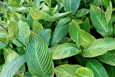 【ガーデニング】ローメンテナンスで楽しむ夏のリーフプランツ［8選］初心者にもおすすめ（サムネイル画像5）