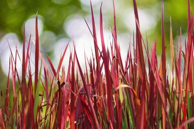 【ガーデニング】ローメンテナンスで楽しむ夏のリーフプランツ［8選］初心者にもおすすめ（サムネイル画像10）