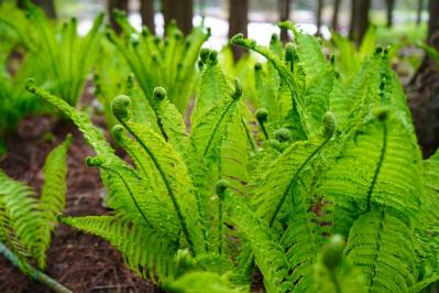 【ガーデニング】ローメンテナンスで楽しむ夏のリーフプランツ［8選］初心者にもおすすめ（サムネイル画像4）