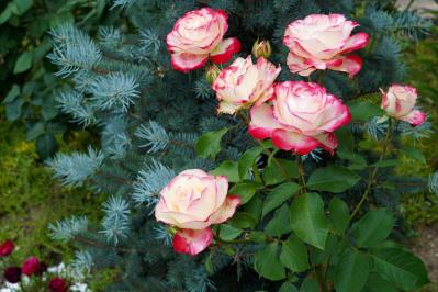 【ガーデニング】殿堂入りのバラはどんなバラ？世界バラ会議etc. バラの知識を深めよう（サムネイル画像5）