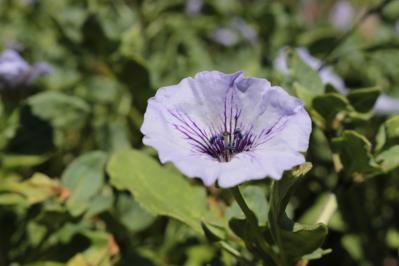8月19日の花とは？【366日の誕生花と幸せの花言葉】