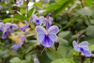 【ガーデニング】室内で育てる多年草。人気の鉢花［6選］初心者必見！（サムネイル画像6）