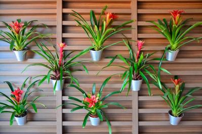 【ガーデニング】室内で育てる多年草。人気の鉢花［6選］初心者必見！（サムネイル画像14）