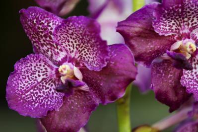 8月26日の花とは？【366日の誕生花と幸せの花言葉】