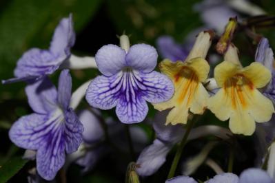 【ガーデニング】室内で育てる多年草。人気の鉢花［6選］初心者必見！（サムネイル画像11）