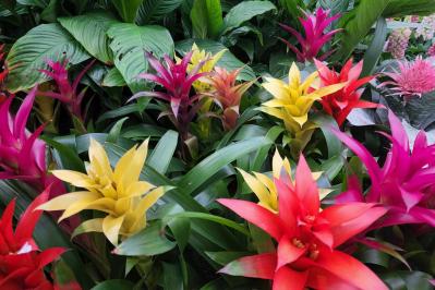 【ガーデニング】室内で育てる多年草。人気の鉢花［6選］初心者必見！（サムネイル画像4）