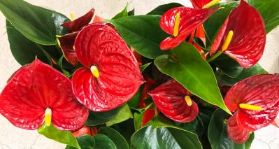 【ガーデニング】室内で育てる多年草。人気の鉢花［6選］初心者必見！（サムネイル画像13）