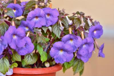 【ガーデニング】室内で育てる多年草。人気の鉢花［6選］初心者必見！（サムネイル画像9）