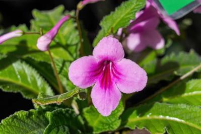 【ガーデニング】室内で育てる多年草。人気の鉢花［6選］初心者必見！（サムネイル画像10）