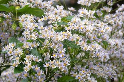 9月の誕生花と花言葉一覧【366日の誕生花と幸せの花言葉】（サムネイル画像22）