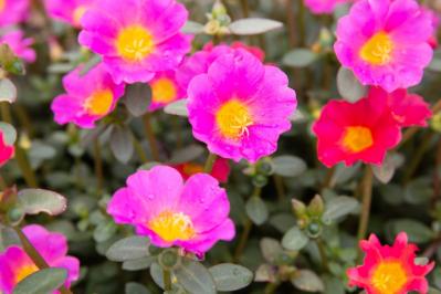 9月の誕生花と花言葉一覧【366日の誕生花と幸せの花言葉】（サムネイル画像31）