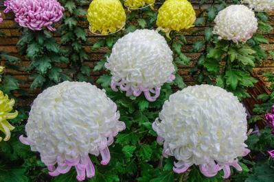 9月の誕生花と花言葉一覧【366日の誕生花と幸せの花言葉】（サムネイル画像11）