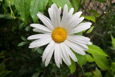 9月の誕生花と花言葉一覧【366日の誕生花と幸せの花言葉】（サムネイル画像25）