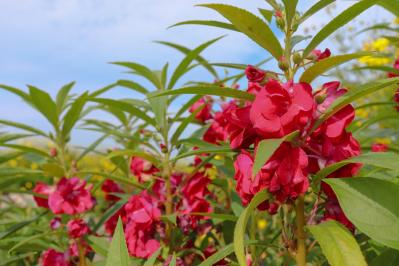 9月の誕生花と花言葉一覧【366日の誕生花と幸せの花言葉】（サムネイル画像20）