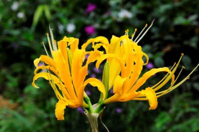 9月の誕生花と花言葉一覧【366日の誕生花と幸せの花言葉】（サムネイル画像16）