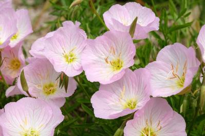 9月の誕生花と花言葉一覧【366日の誕生花と幸せの花言葉】（サムネイル画像4）