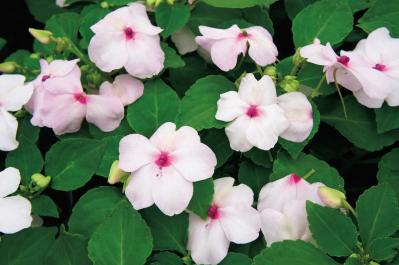 9月の誕生花と花言葉一覧【366日の誕生花と幸せの花言葉】（サムネイル画像3）