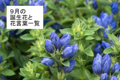 9月の誕生花と花言葉一覧【366日の誕生花と幸せの花言葉】（サムネイル画像）