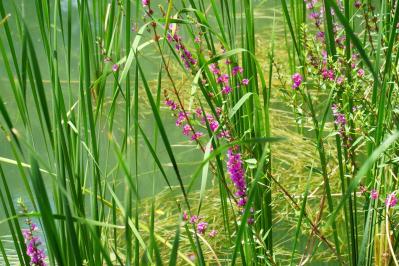 9月の誕生花と花言葉一覧【366日の誕生花と幸せの花言葉】（サムネイル画像24）