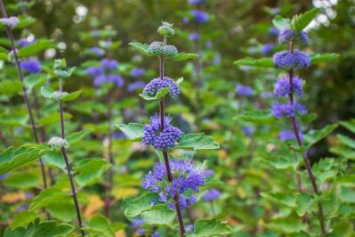 9月の誕生花と花言葉一覧【366日の誕生花と幸せの花言葉】（サムネイル画像30）