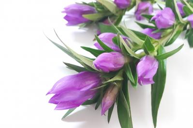 9月の誕生花と花言葉一覧【366日の誕生花と幸せの花言葉】（サムネイル画像2）