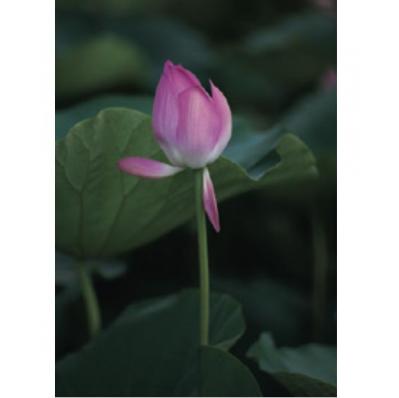 「何日続けたら“本物”になれる？」禅僧 枡野俊明さんの意外な答えとは（サムネイル画像3）