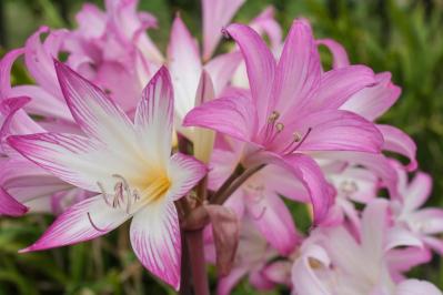 【ガーデニング】注目の秋の花「ベラドンナリリー」とは？植えっぱなしでOK。育てやすさや魅力を徹底解説（サムネイル画像7）