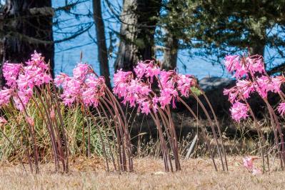 【ガーデニング】注目の秋の花「ベラドンナリリー」とは？植えっぱなしでOK。育てやすさや魅力を徹底解説（サムネイル画像2）