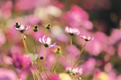 秋の行楽シーズン到来！一面の花々が圧巻の「おすすめ東京＆関東のガーデン」3選（サムネイル画像11）