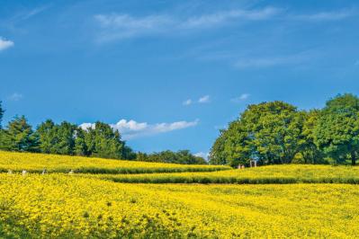 秋の行楽シーズン到来！一面の花々が圧巻の「おすすめ東京＆関東のガーデン」3選
