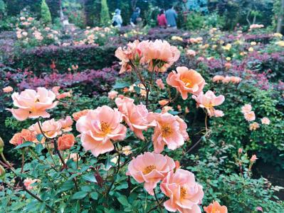 秋の行楽シーズン到来！一面の花々が圧巻の「おすすめ東京＆関東のガーデン」3選（サムネイル画像5）