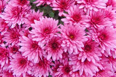 9月10日の花とは？【366日の誕生花と幸せの花言葉】