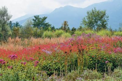【秋の花を愛でる旅】グラスの美しさを堪能できる人気の「ナチュラリスティックガーデン」2選（サムネイル画像3）