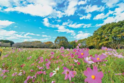 秋の行楽シーズン到来！一面の花々が圧巻の「おすすめ東京＆関東のガーデン」3選（サムネイル画像7）