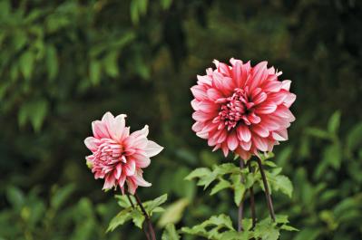 秋の行楽シーズン到来！一面の花々が圧巻の「おすすめ東京＆関東のガーデン」3選（サムネイル画像8）