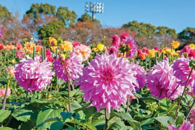 【秋の花を愛でる旅】いつ訪れても花の見頃に出合える「西日本のガーデン」2選（サムネイル画像5）