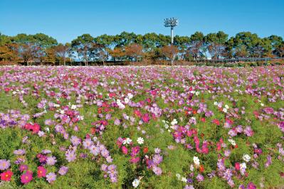 【秋の花を愛でる旅】いつ訪れても花の見頃に出合える「西日本のガーデン」2選（サムネイル画像3）
