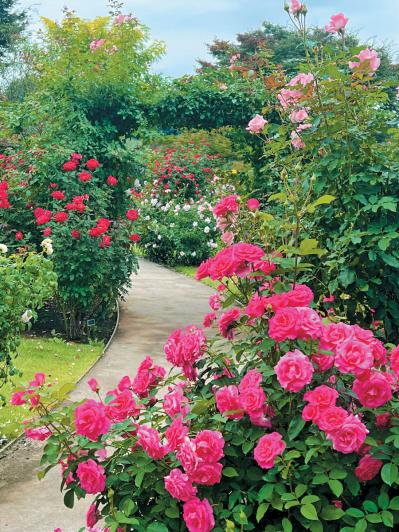 秋の行楽シーズン到来！一面の花々が圧巻の「おすすめ東京＆関東のガーデン」3選（サムネイル画像3）