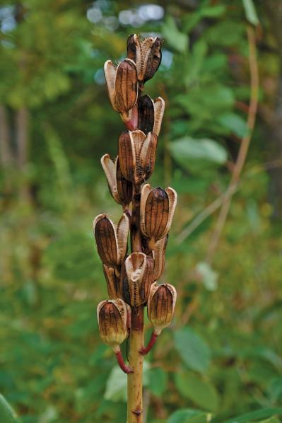 【秋の花を愛でる旅】グラスの美しさを堪能できる人気の「ナチュラリスティックガーデン」2選（サムネイル画像4）