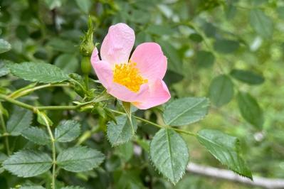 【ガーデニング】秋バラを華やかに咲かせる！初心者必見の夏剪定方法とポイント（サムネイル画像5）